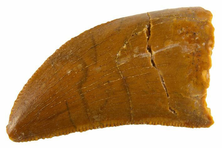 Serrated Raptor Tooth - Real Dinosaur Tooth #332498